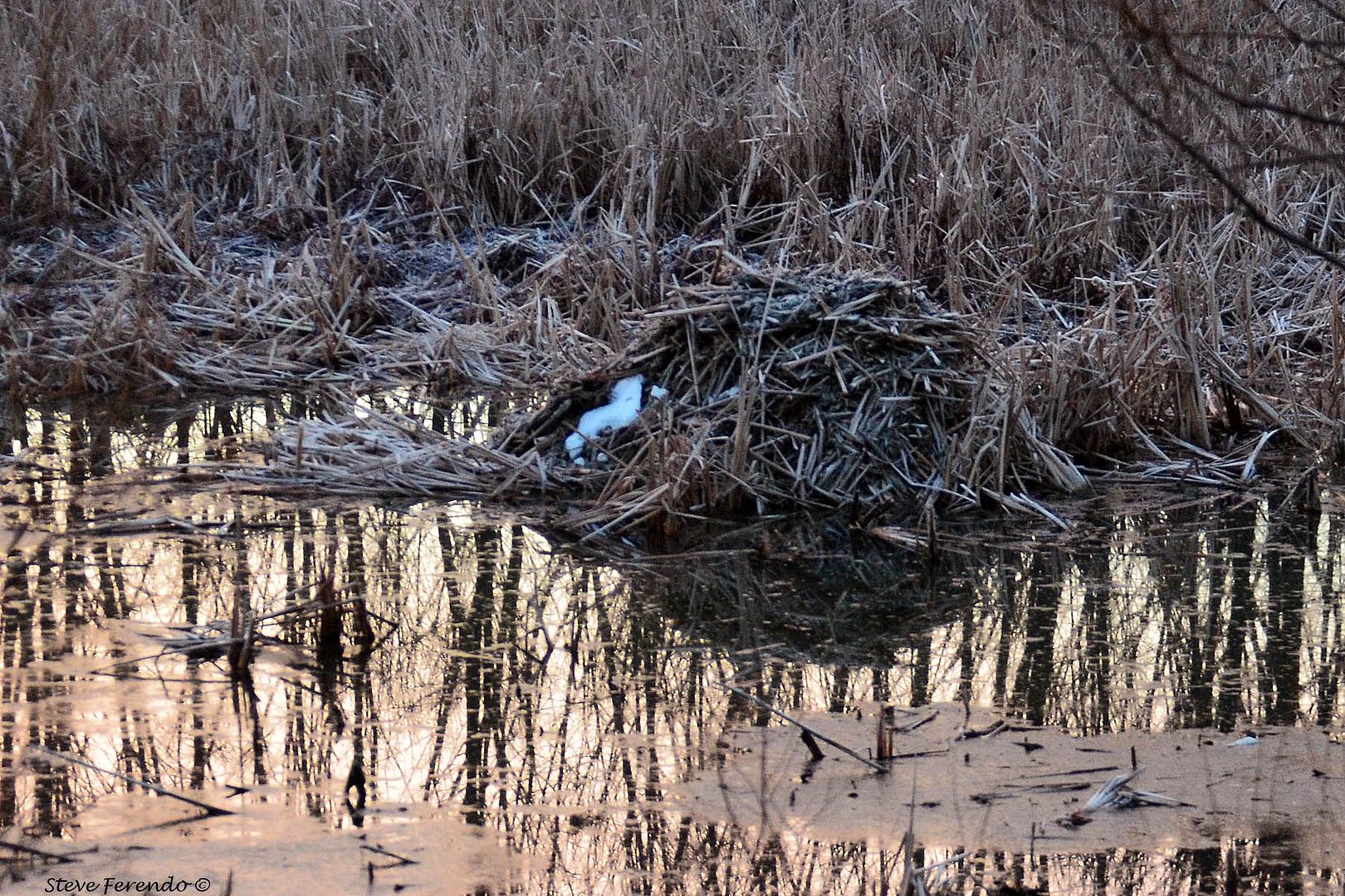 "Natural World" Through My Camera: Down At The Creek, Beavers and Muskrats